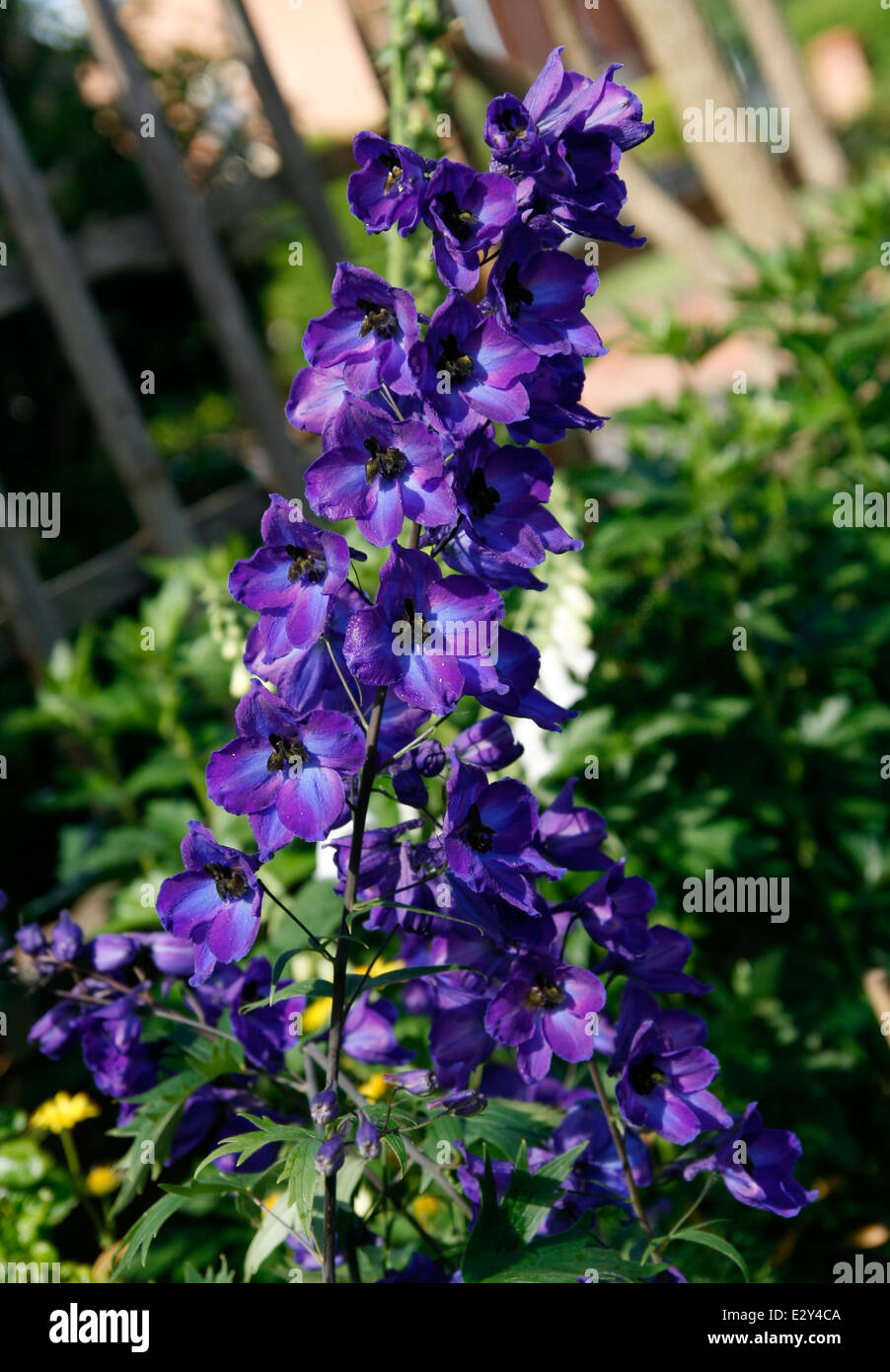 Deep blue delphinium hi-res stock photography and images - Alamy