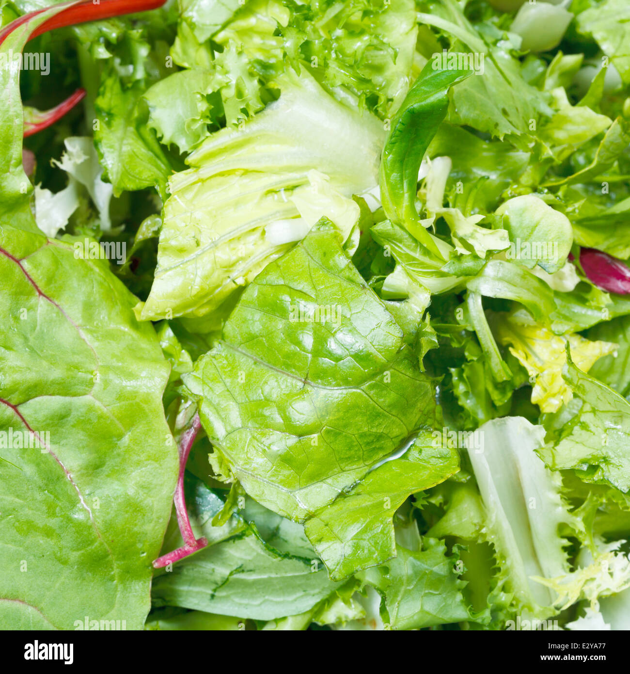 green leaves in fresh italian lettuce mix close up Stock Photo Alamy
