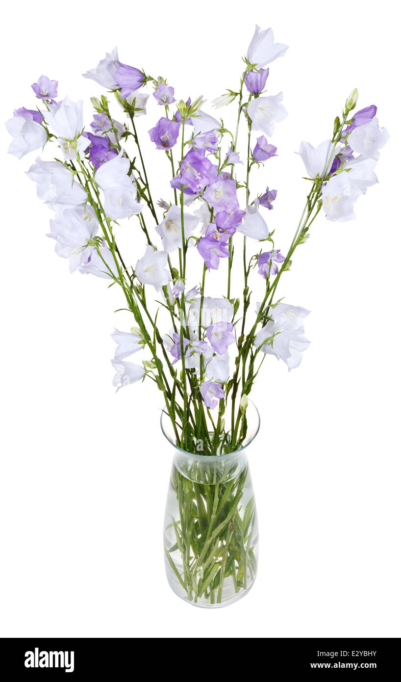 bunch of campanula bellflower in glass vase isolated on white background Stock Photo