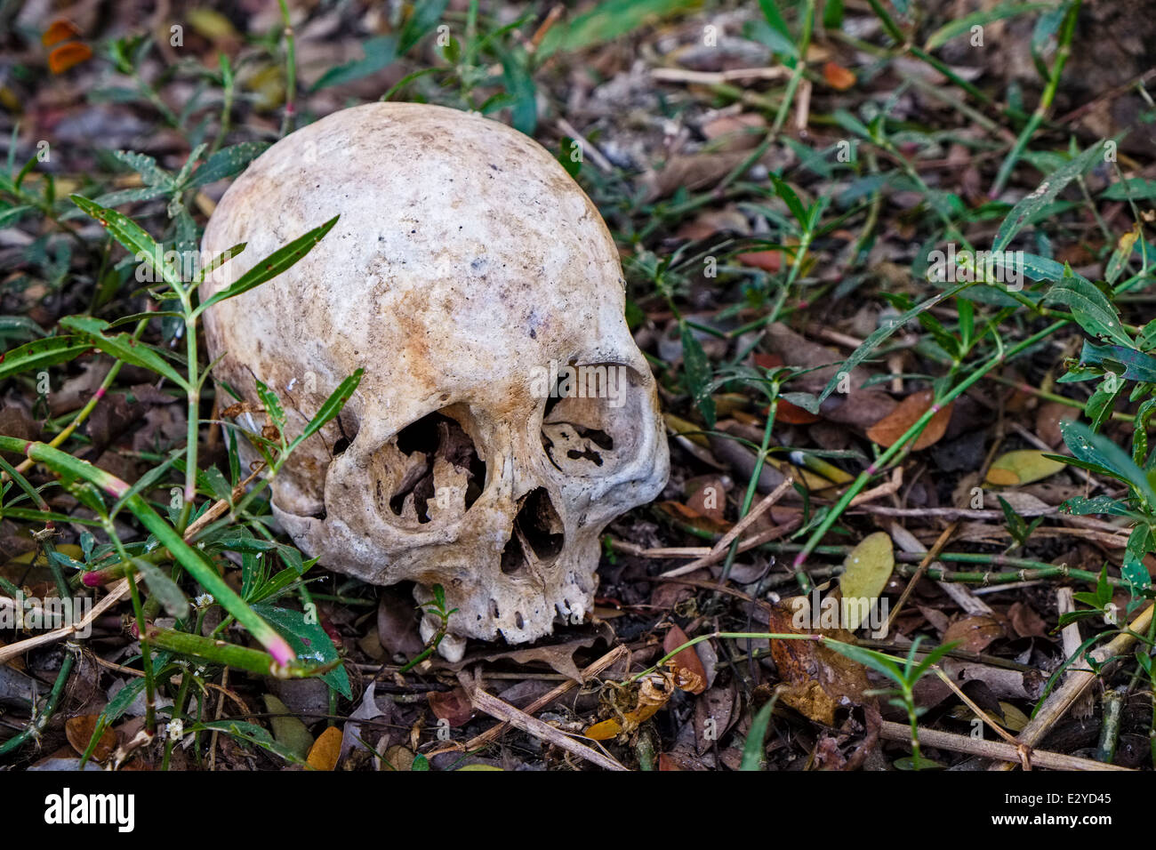 Human Skull on a Graveyard, Nyaung Shwe, Myanmar, Asia Stock Photo