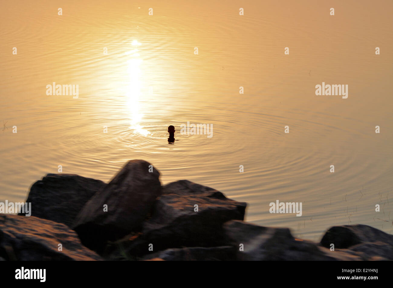 Silhouette of a person swimming in the water Stock Photo