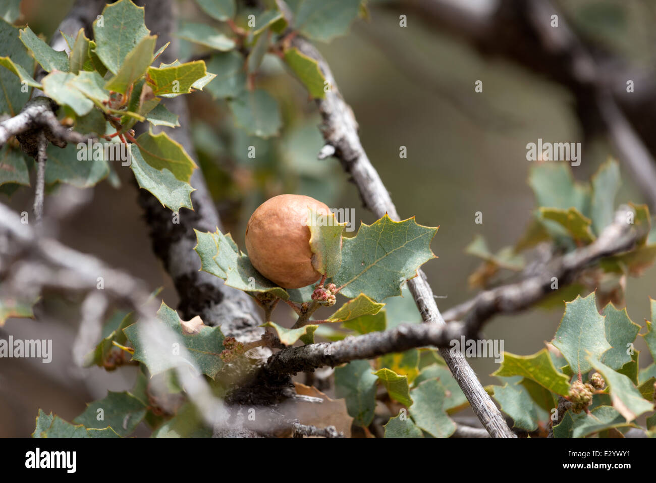 Gall on an oak tree in Southern Utah. Stock Photo