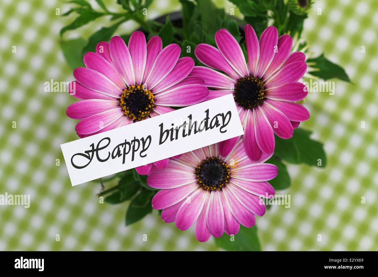 Happy Birthday Card With Pink Gerbera Daisies Stock Photo