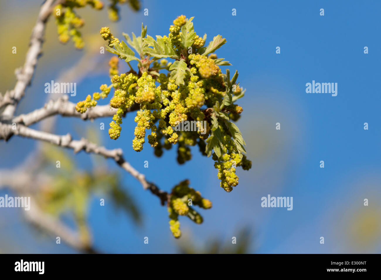 Oak tree with catkins, Southern Utah. Stock Photo