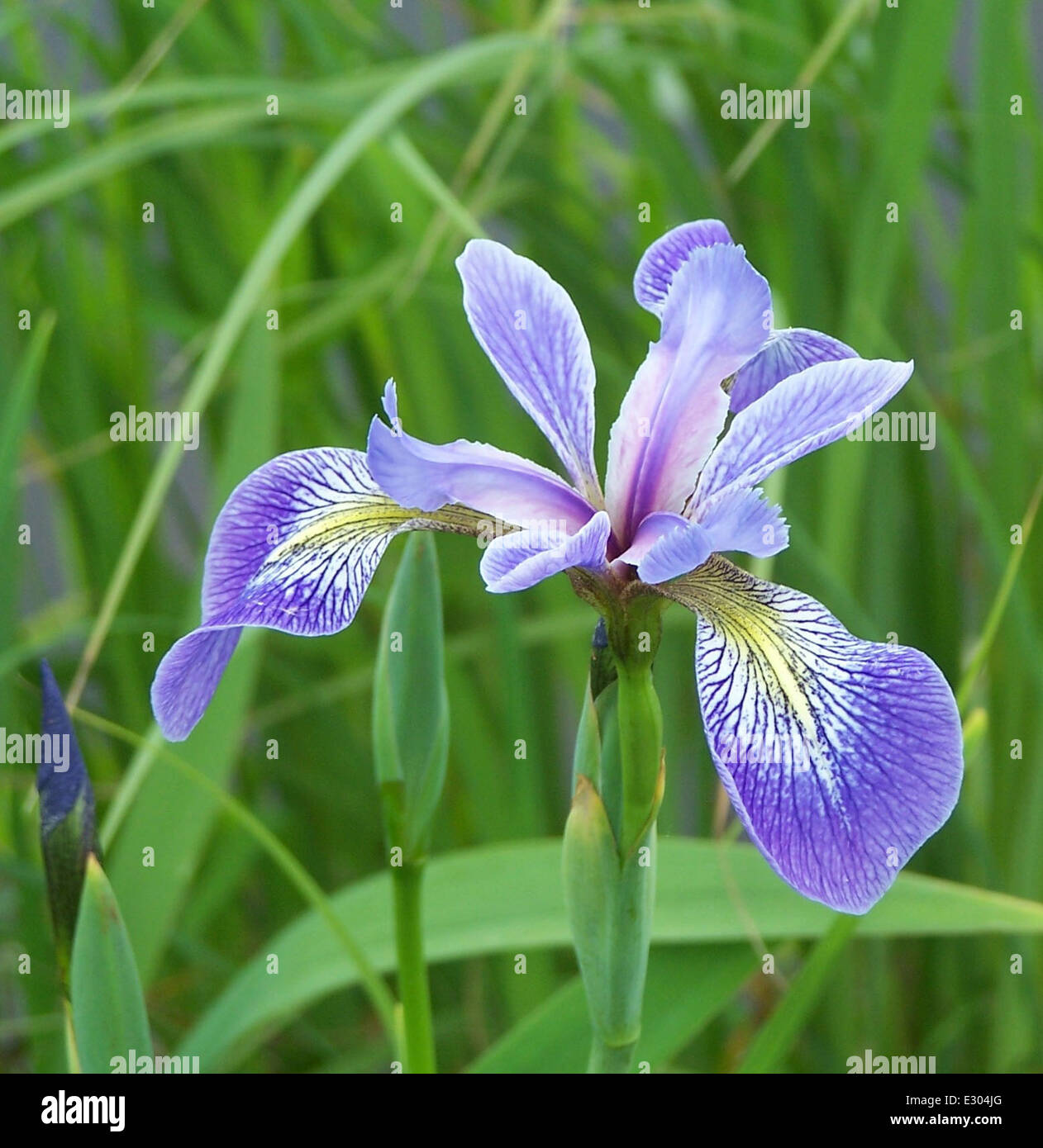 Blue Flag by Walt Ford Stock Photo Alamy