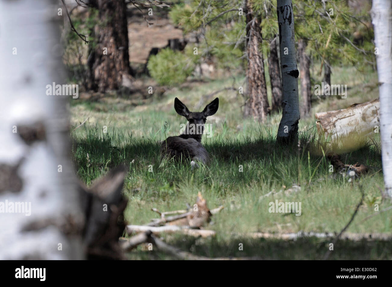 Deer laying down Stock Photo Alamy