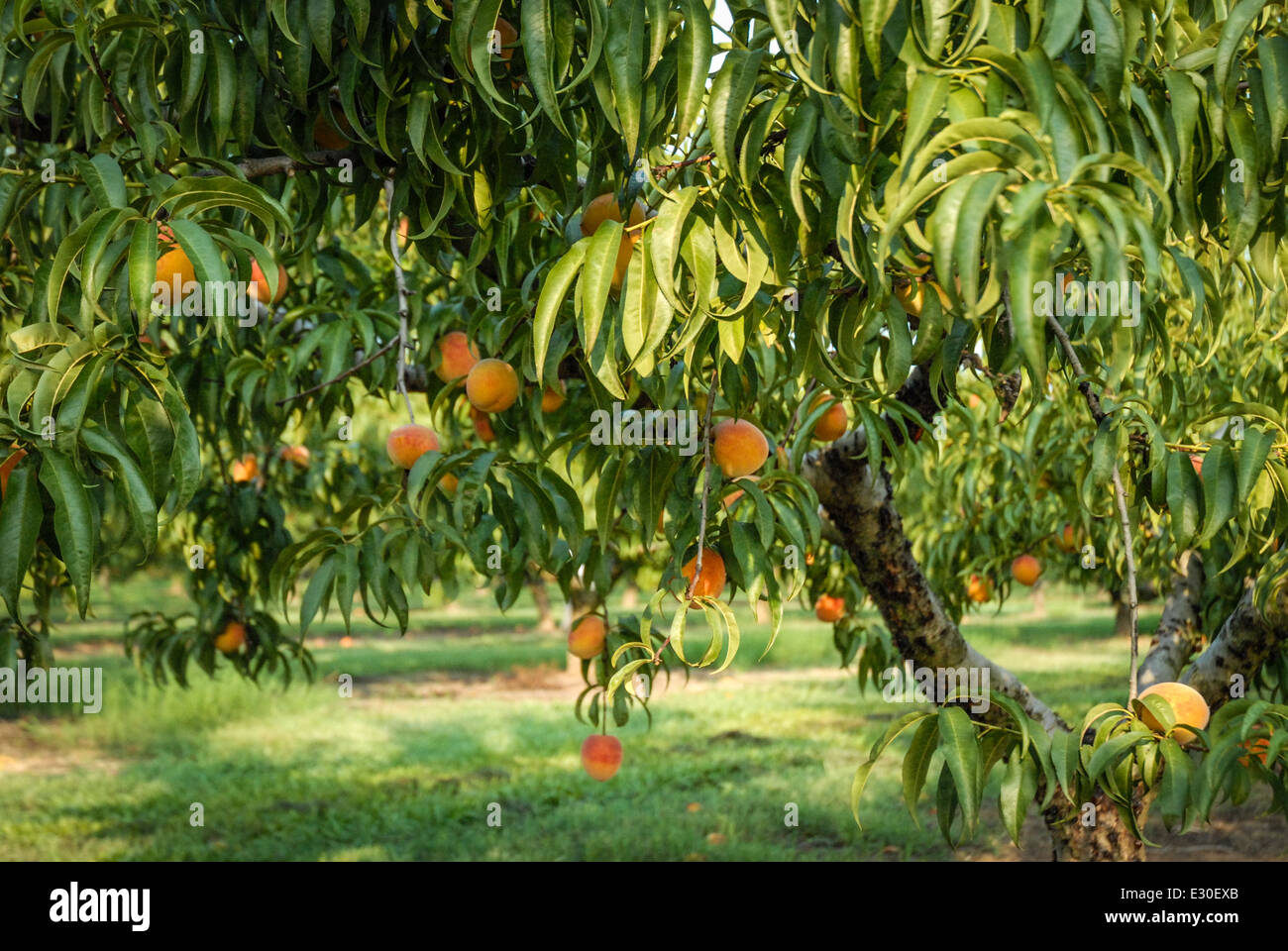 Fresh, seasonal crop of sweet, peaches ready for picking. USA