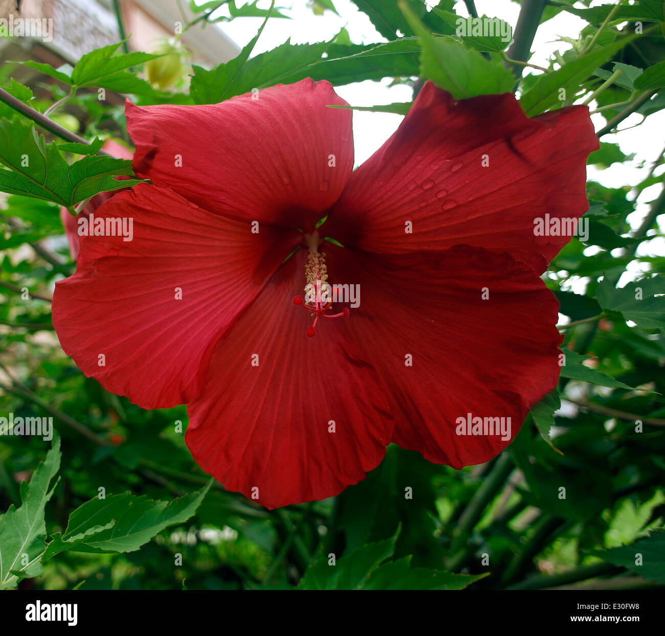 (Hibiscus grandiflorus) giant lipstick red hibiscus tropical flower