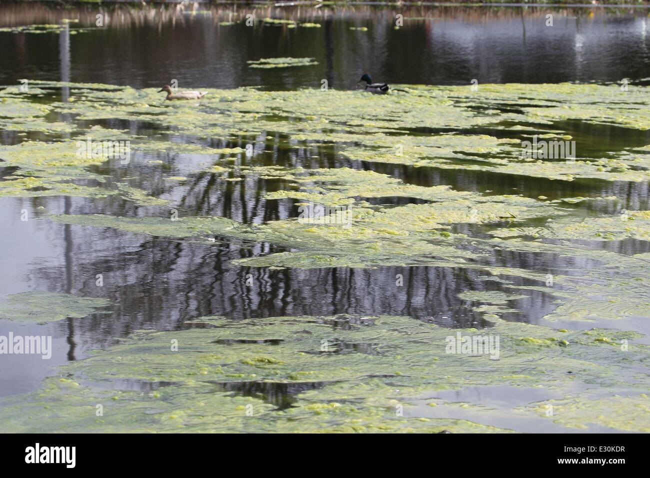 The recent hot weather has resulted in a massive increase in algae