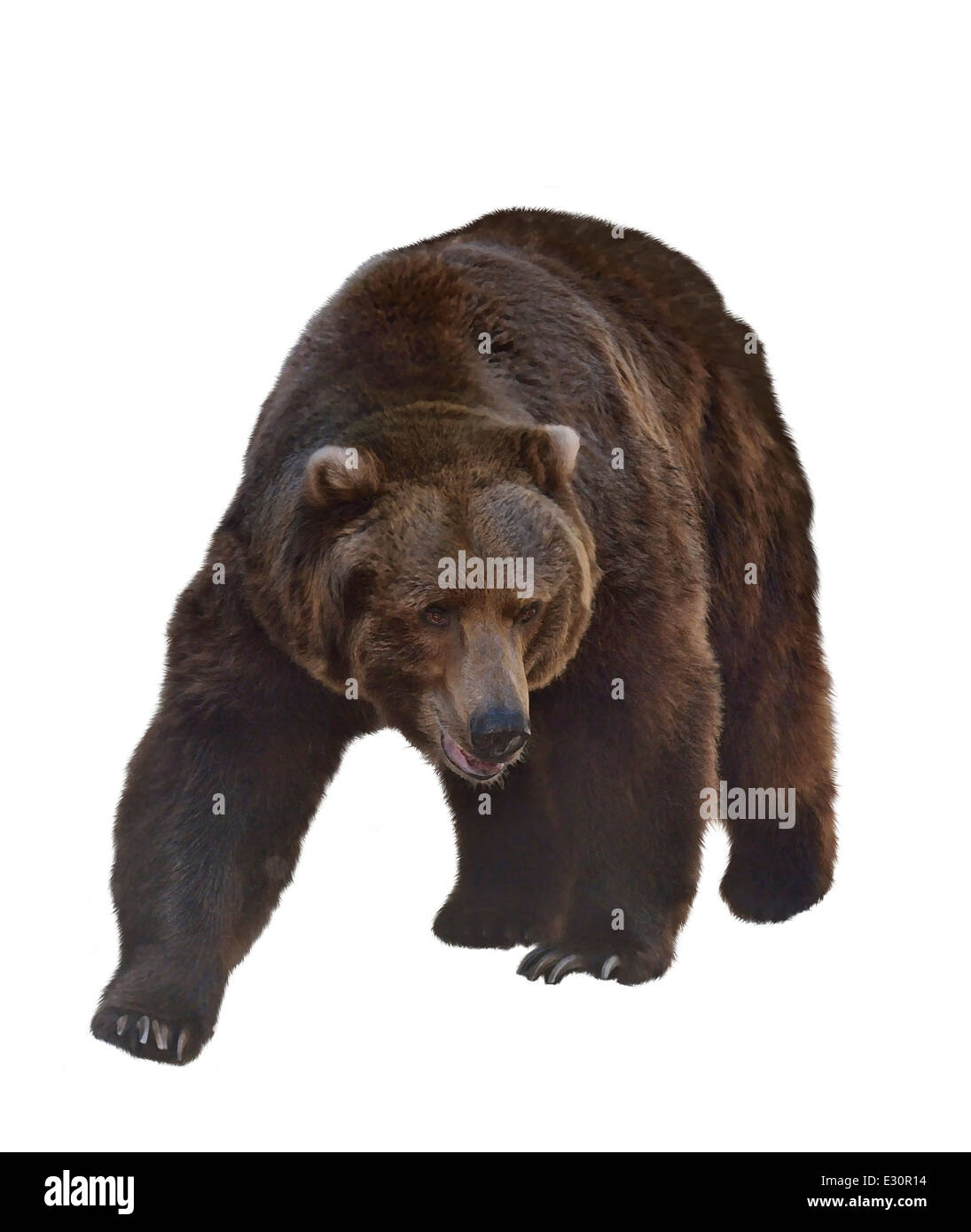 Watercolor Digital Painting Of Grizzly Bear Isolated On White Background Stock Photo
