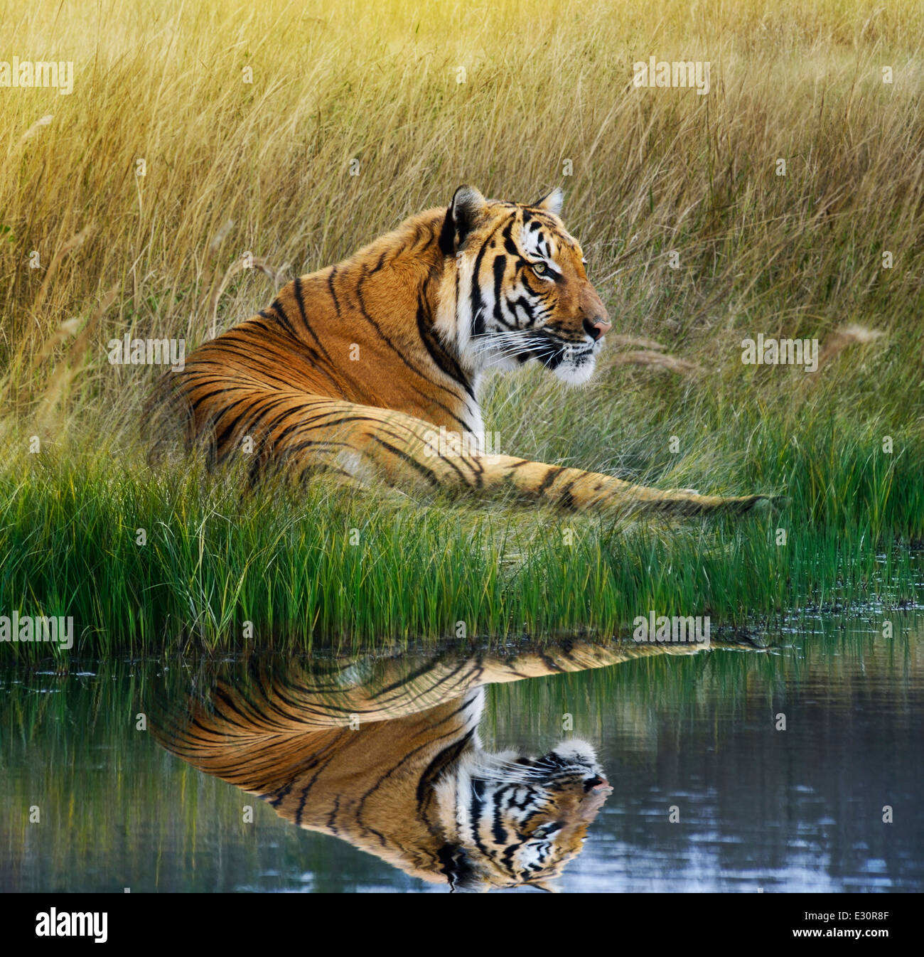 Tiger Relaxing On Grassy Bank With Reflection In Water Stock Photo