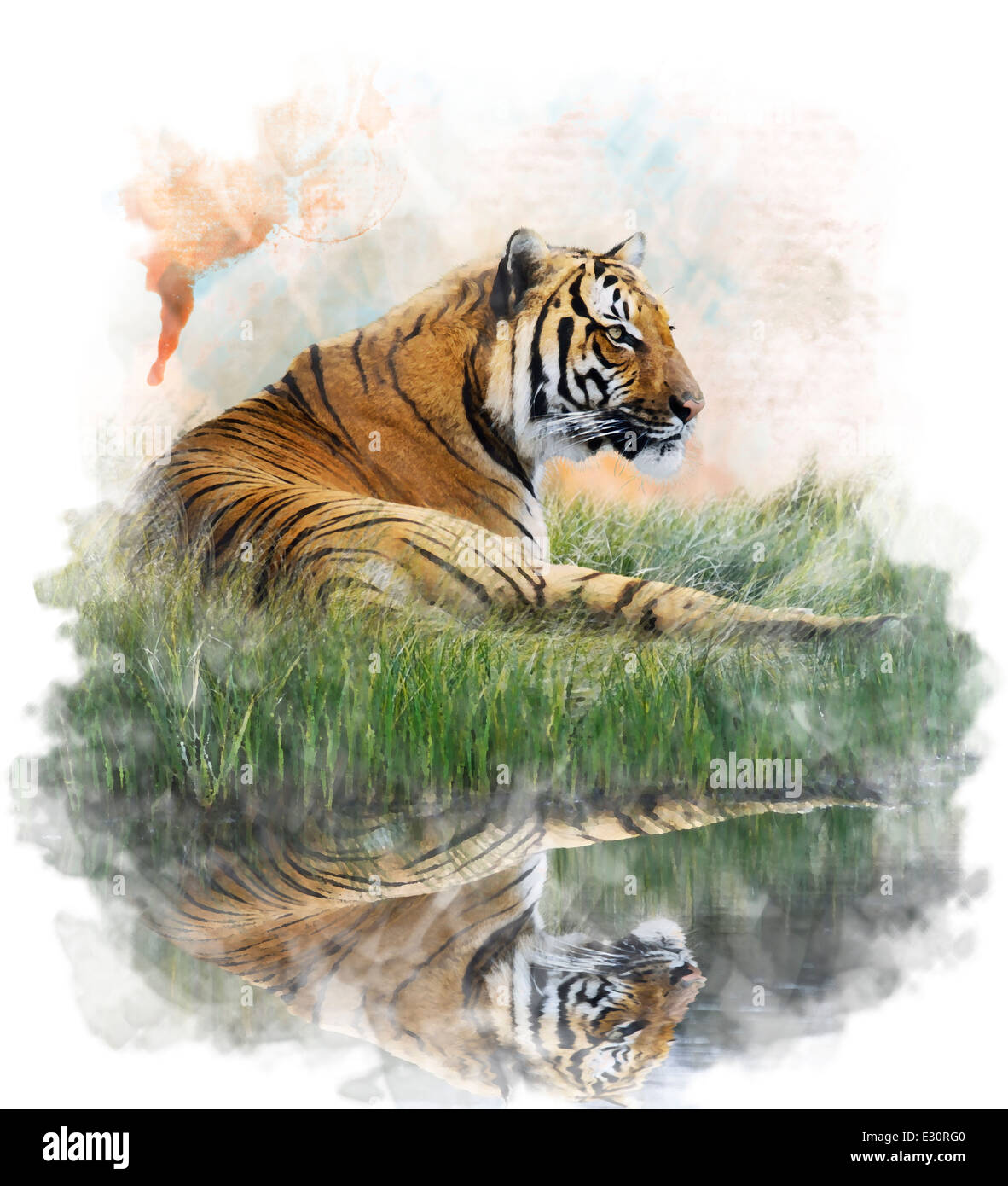 Tiger With Reflection In Water Paint by Numbers - Paint My Numbers