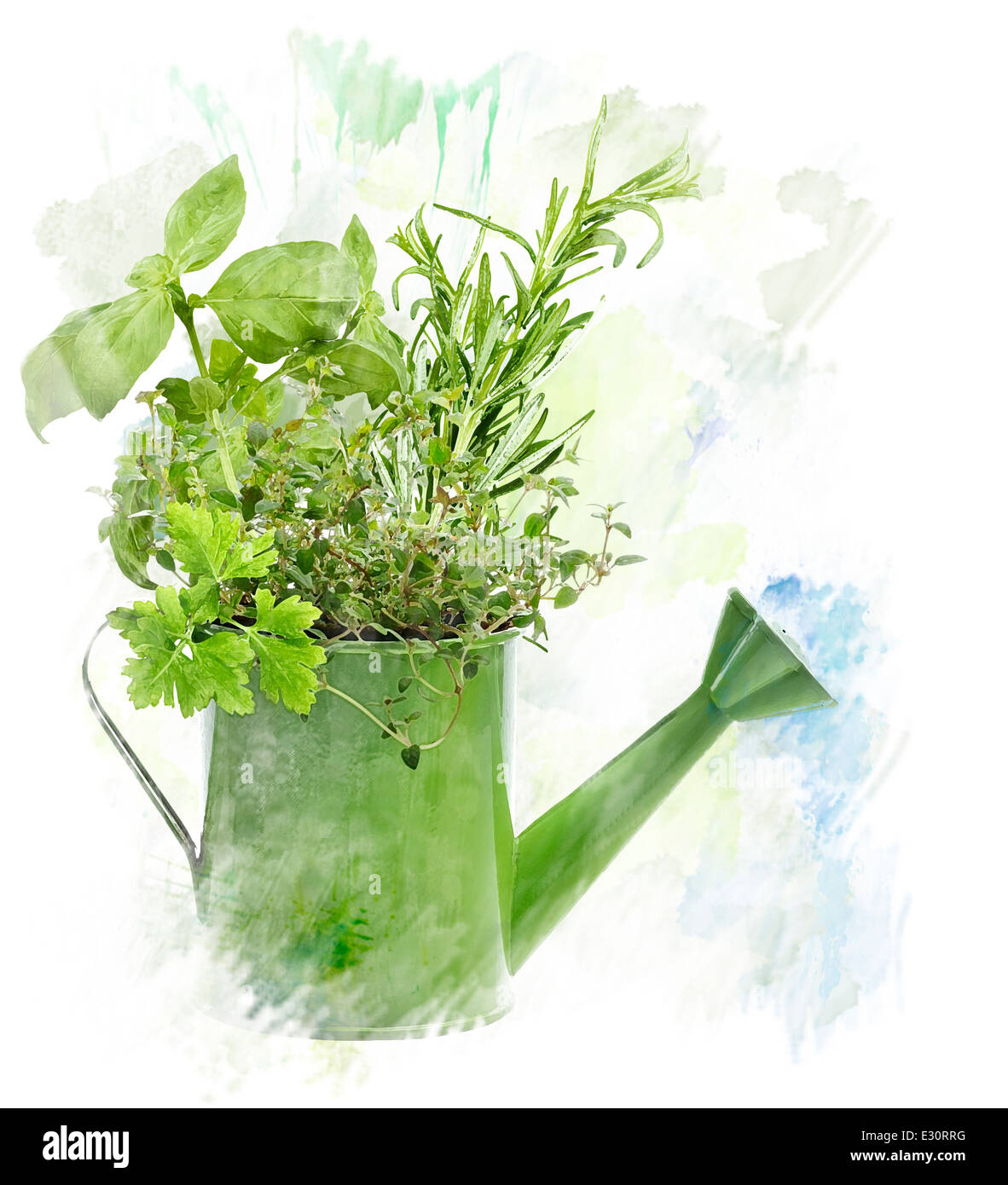 Watercolor Digital Painting Of fresh Herbs In Watering Can Stock Photo