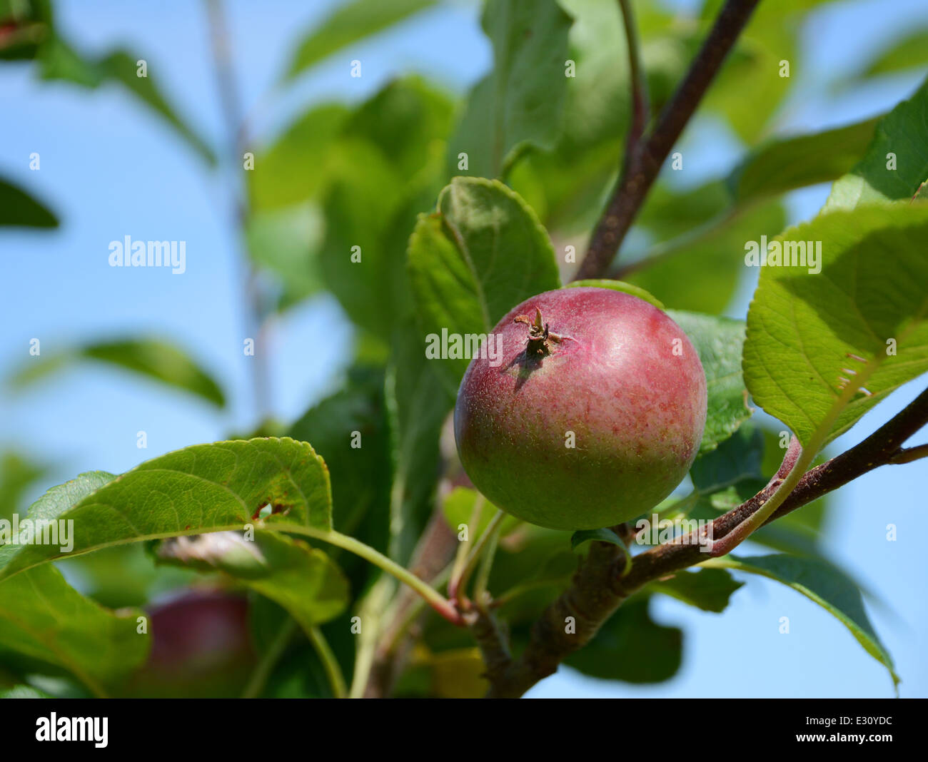 Close-up of a small red and green apple on the tree branch Stock Photo