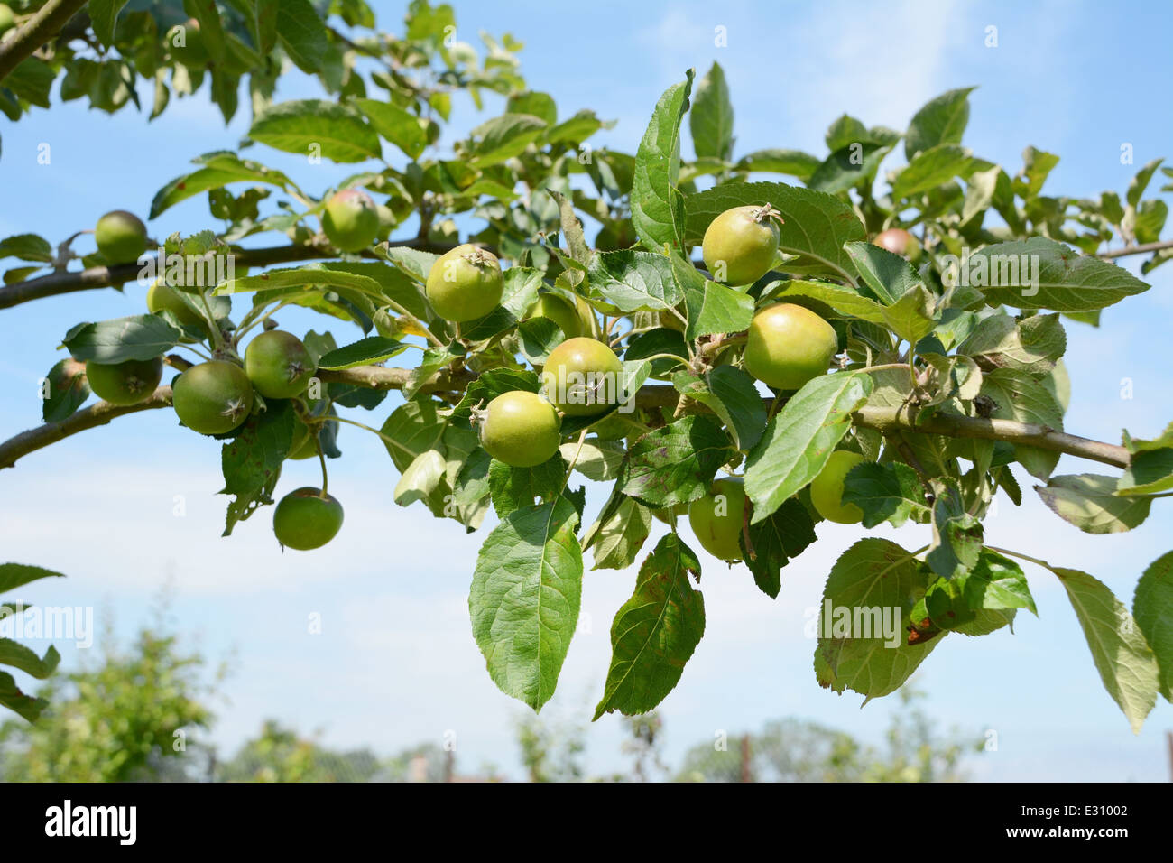 Branch laden with small green apples against a blue sky Stock Photo