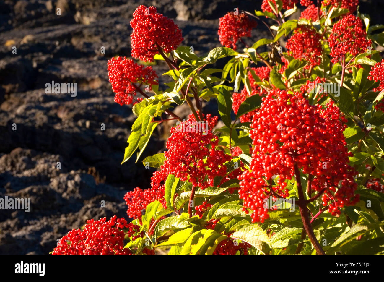 Pacific red elderberry hi-res stock photography and images - Alamy