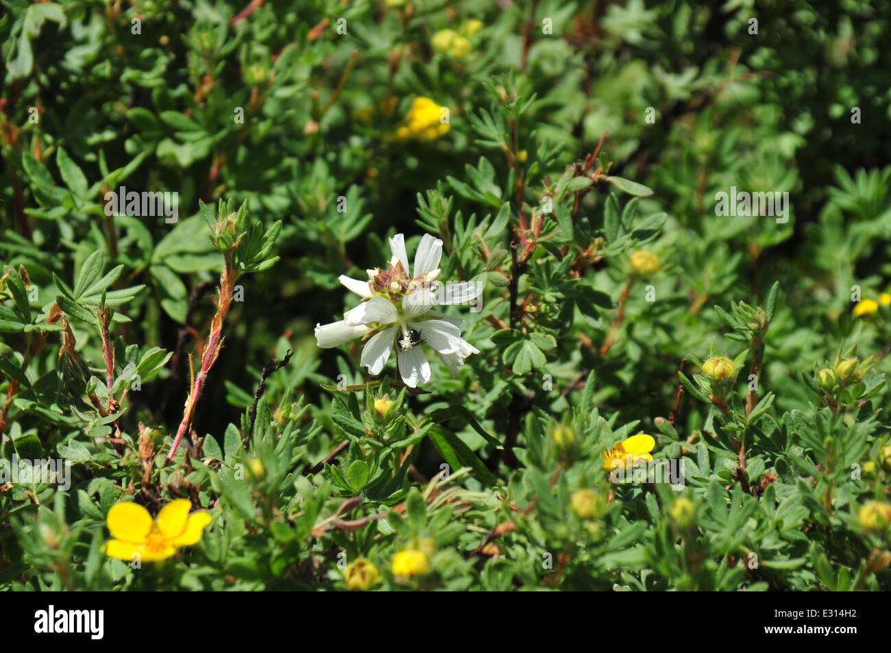 fly on white flower among a yellow flowered bush Stock Photo