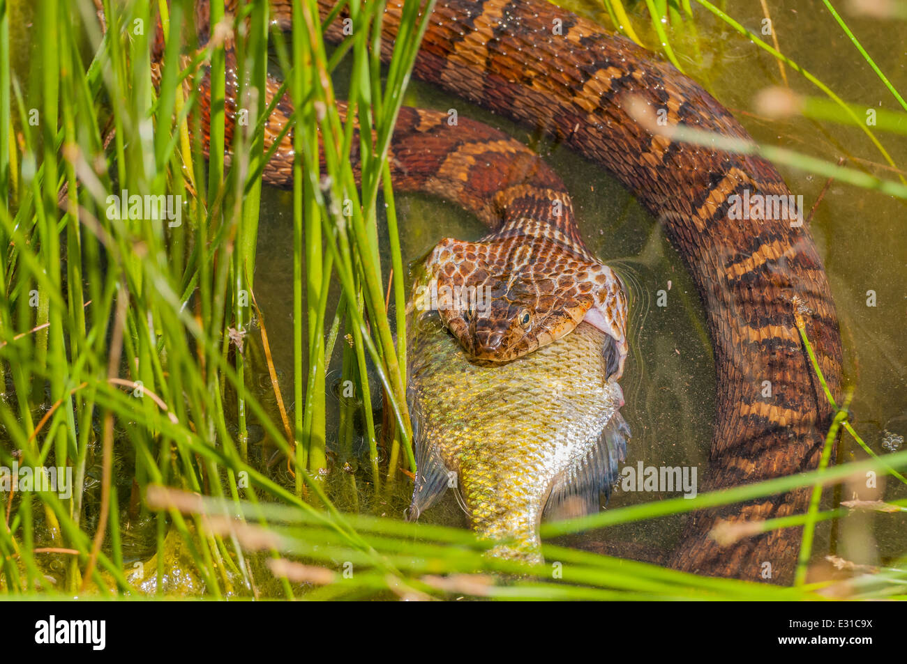 A Water Snake Eating Prey at the edge of a pond. Stock Photo