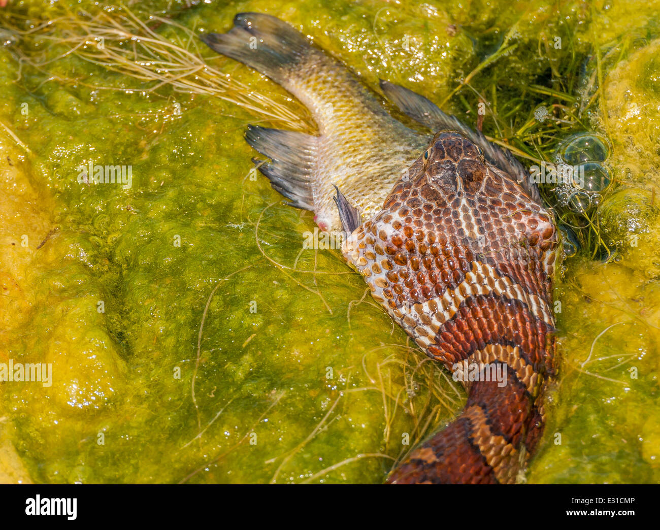 Snake Feeding Hi res Stock Photography And Images Alamy Snake Feeding Hi res Stock Photography And Images Alamy