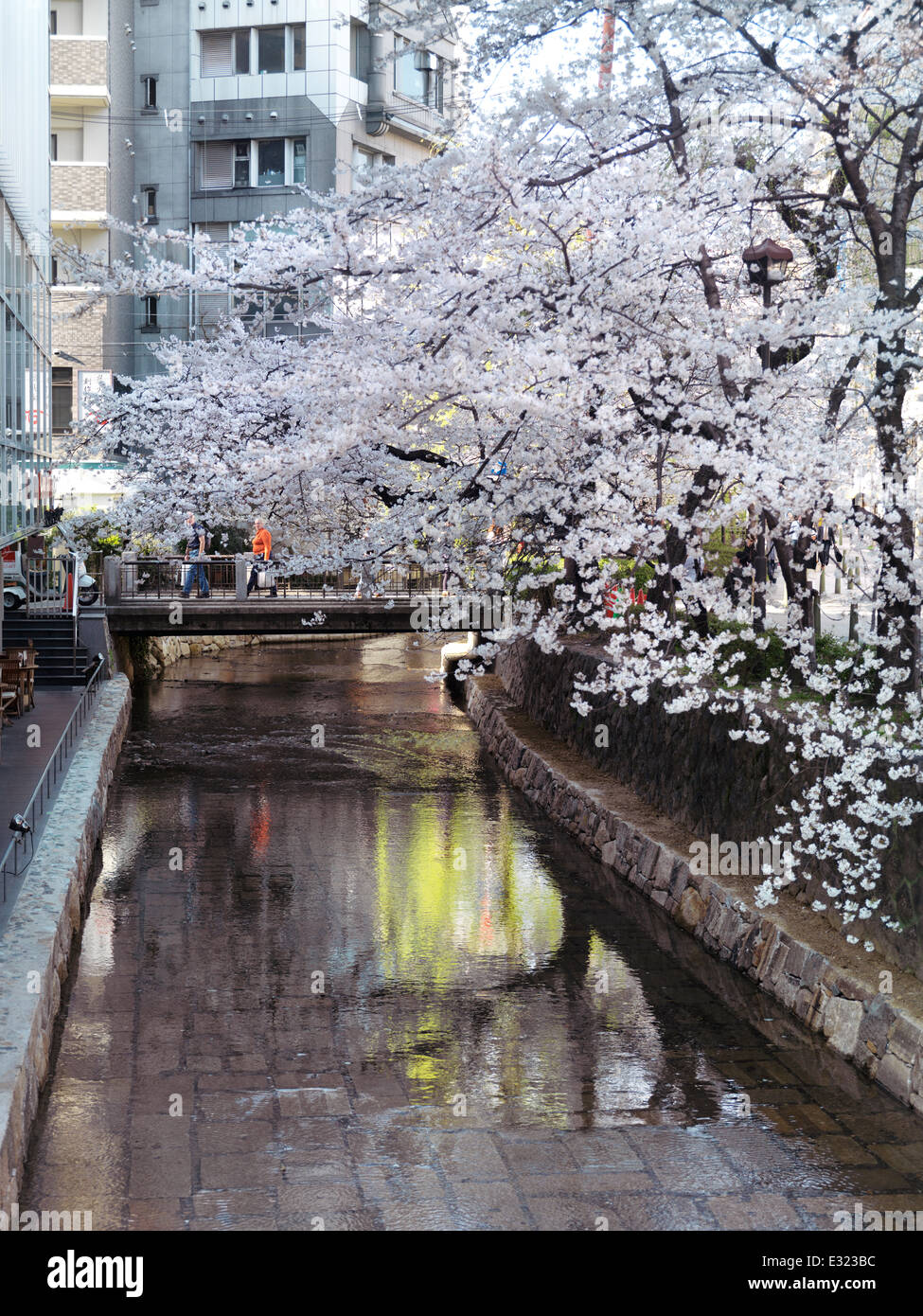 Takase River And Cherry Blossom At Kiyamachi Dori Street In Kyoto Japan 14 Stock Photo Alamy Takase River And Cherry Blossom At Kiyamachi Dori Street In Kyoto Japan 14 Stock Photo Alamy