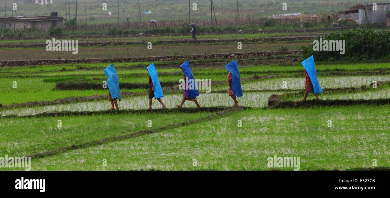 Rice planting season in nepal hi-res stock photography and images - Alamy