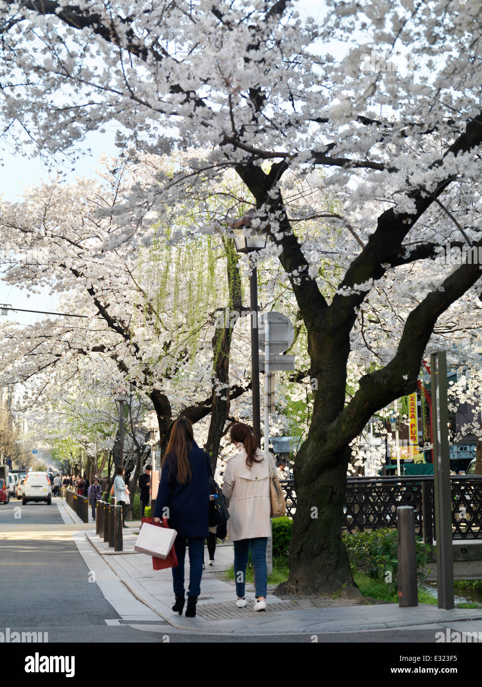 Cherry blossom at Kiyamachi dori street in Kyoto, Japan 2014 Stock Photo