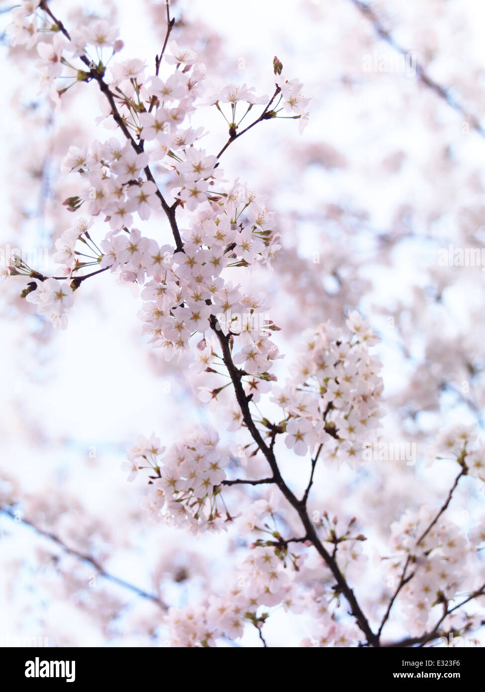 Closeup of cherry blossoms, blooming Japanese cherry tree flowers artistic background Stock Photo