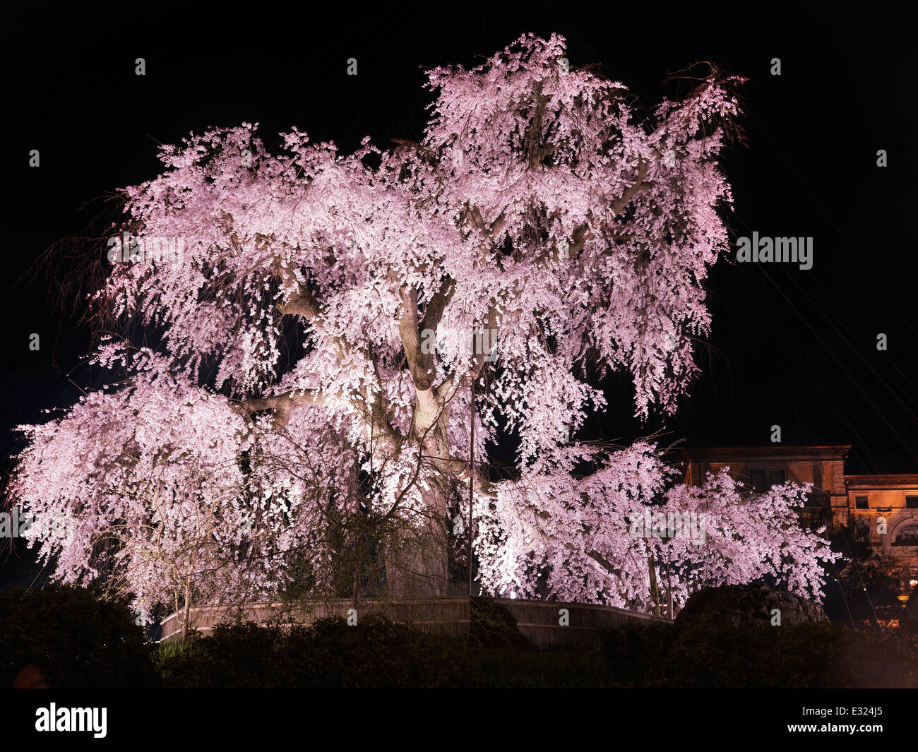 Old weeping cherry tree, shidarezakura, lit up at night in Maruyama park, Gion, Kyoto, Japan 2014 Stock Photo