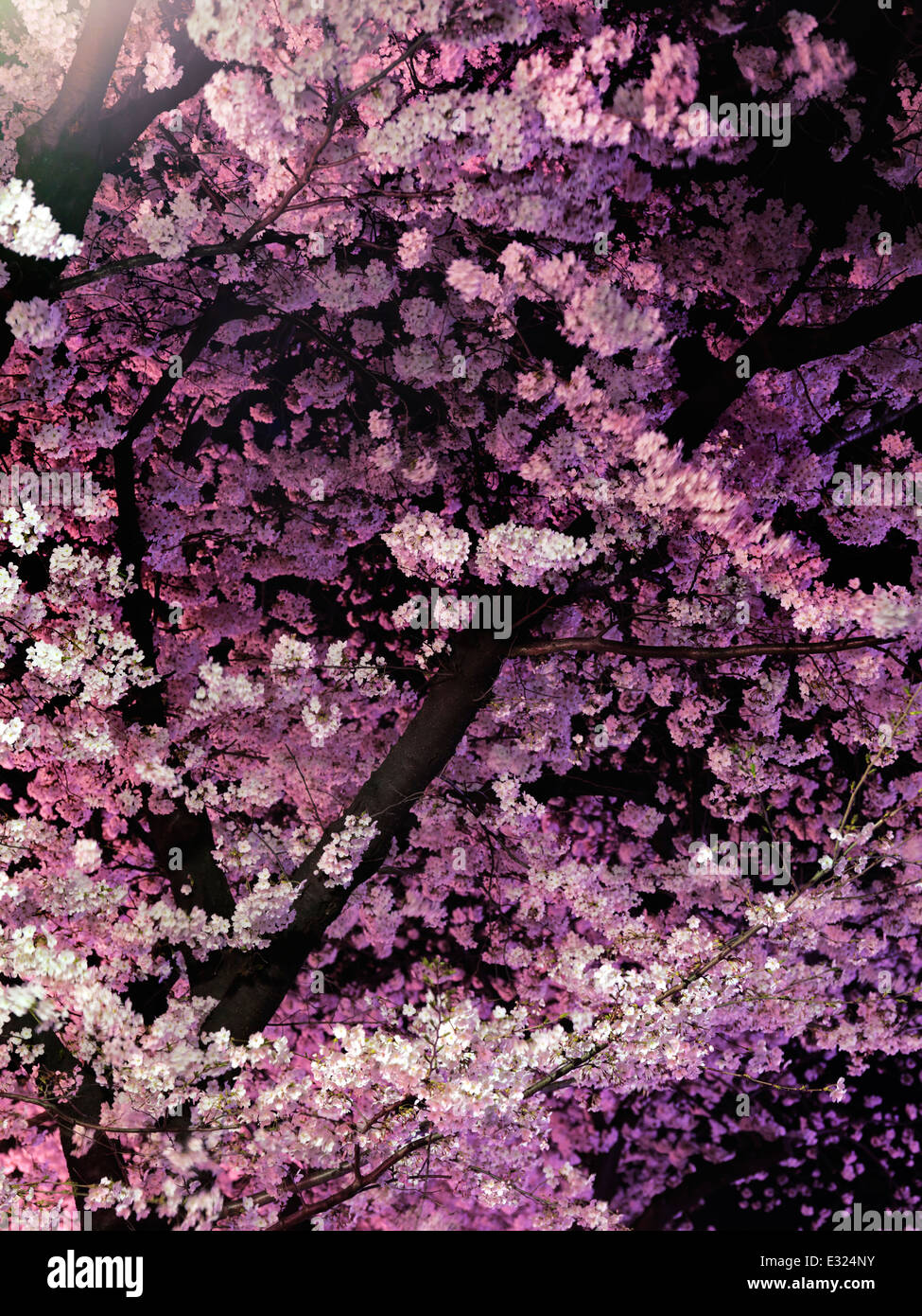 Sakura, cherry blossom at night, closeup of cherry tree branches abstract background. Stock Photo