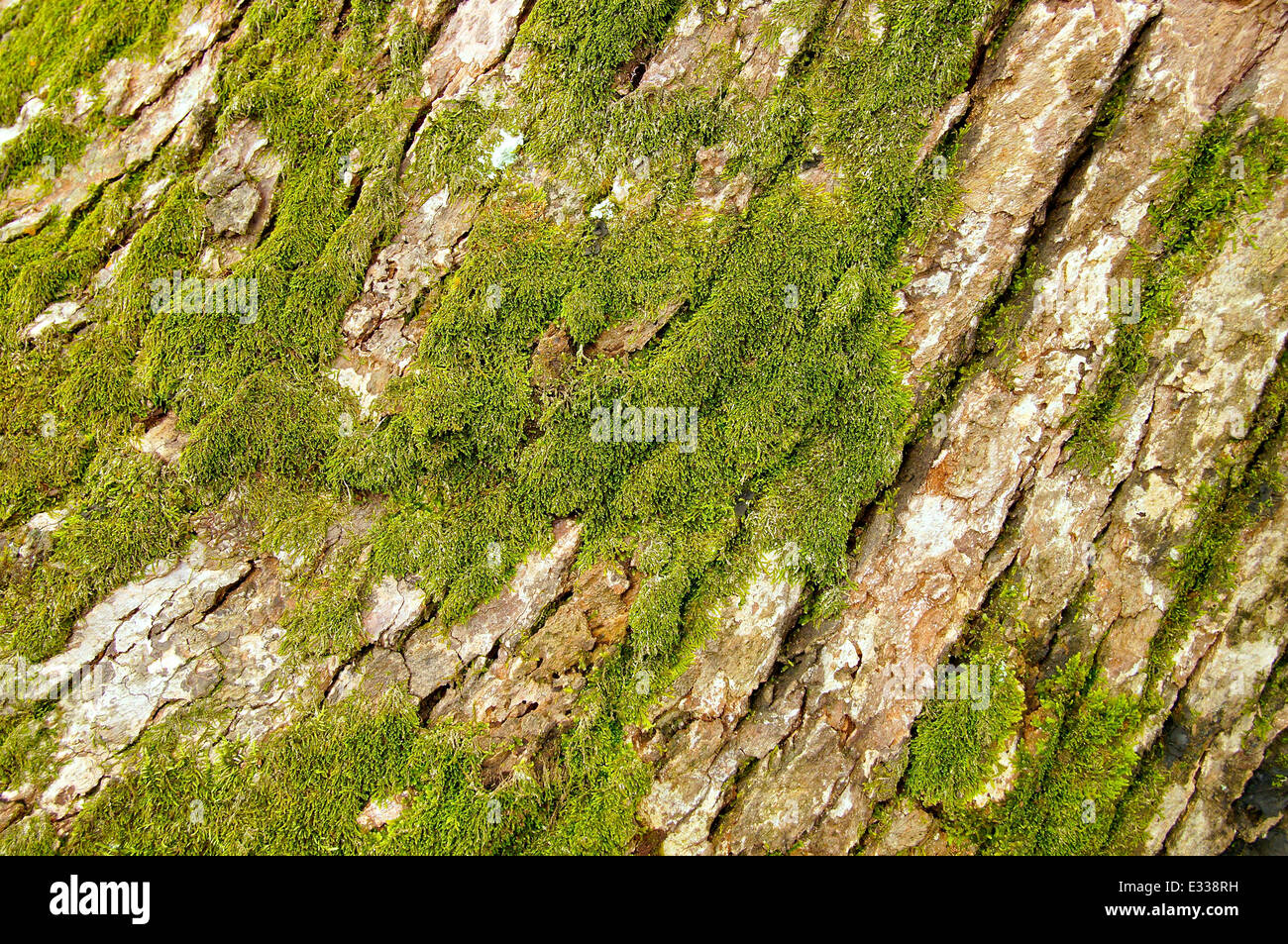 Bumpy bark hi-res stock photography and images - Alamy