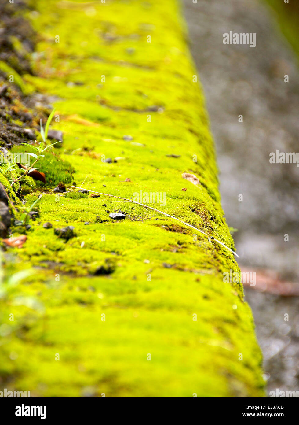 The paved road with moss in mountain Stock Photo Alamy