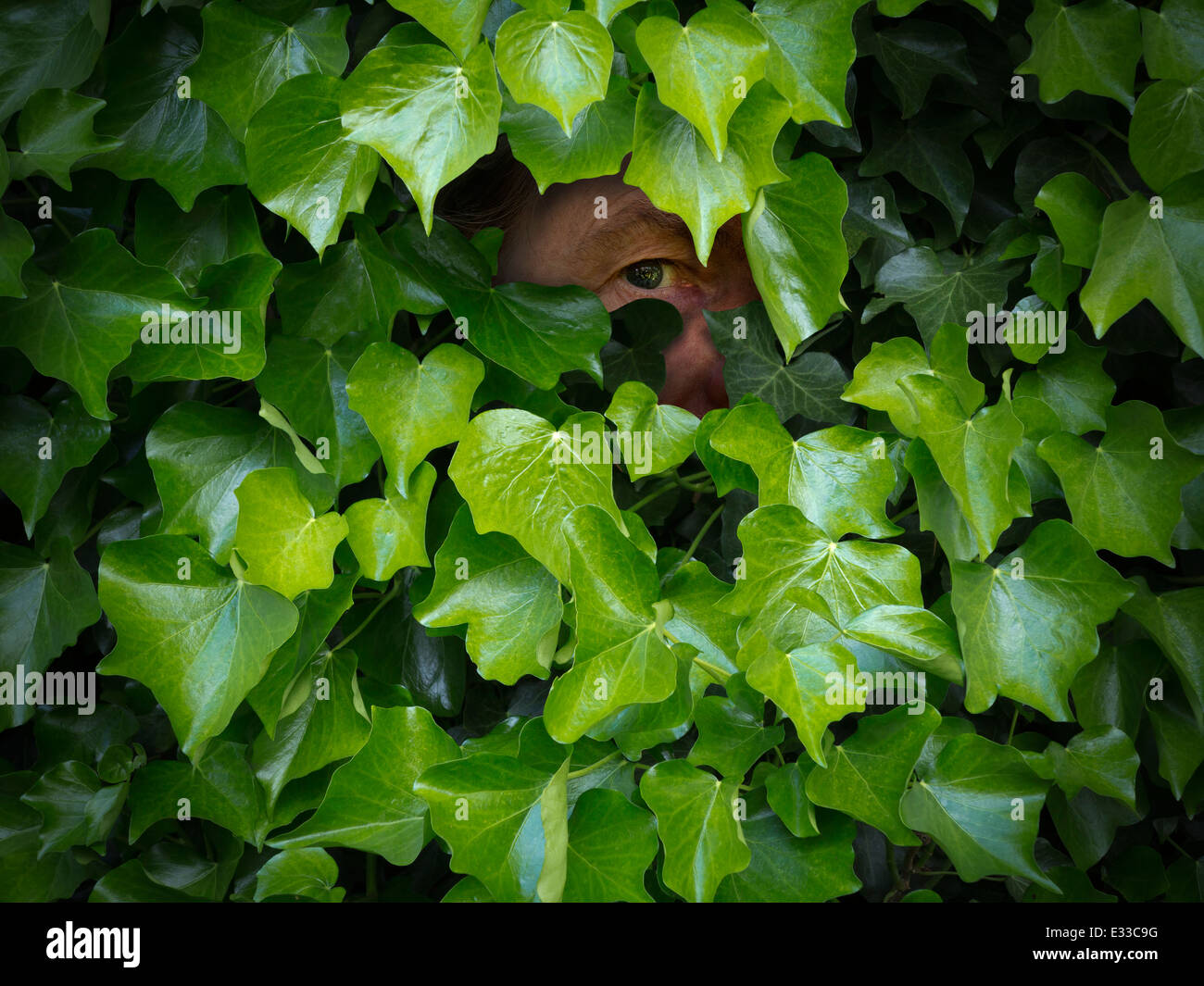 A male hidden in shadow peeping through a gap in a hedge of dark green ivy Stock Photo