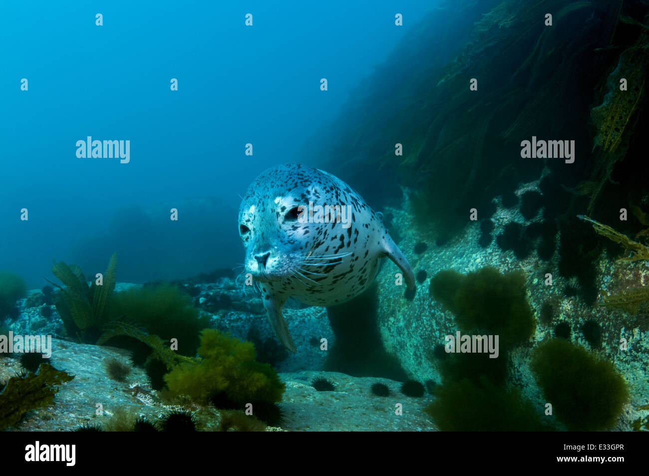 Spotted Seal Swims Under Water Larga Or Largha Seal Phoca Largha 