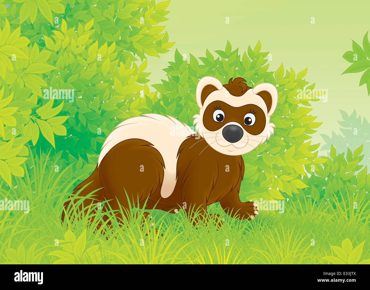 Fitchew hires stock photography and images Alamy