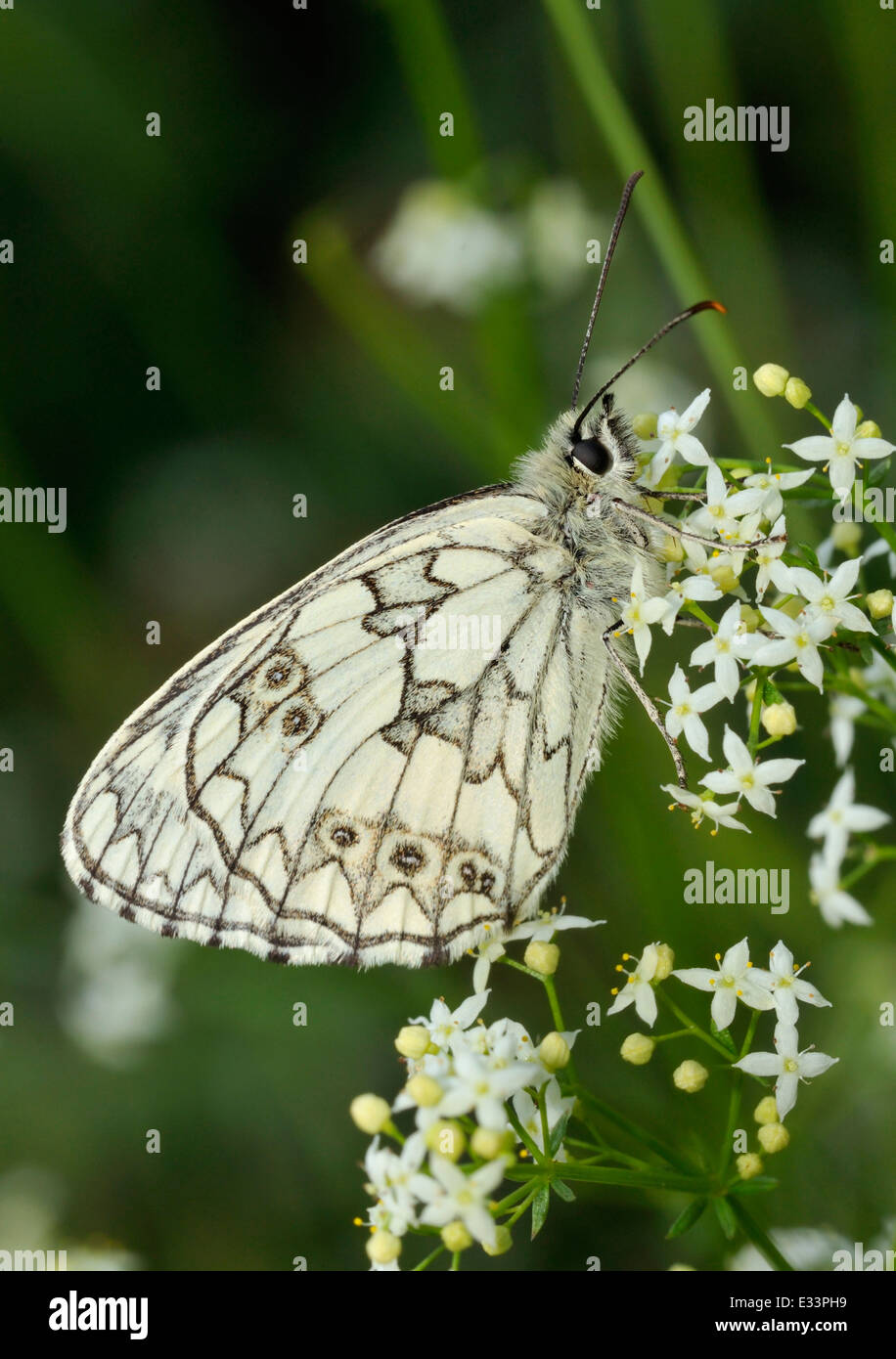 Marbled White Butterfly - Melanargia galathea On Hedge Bedstraw - Galium mollugo Stock Photo