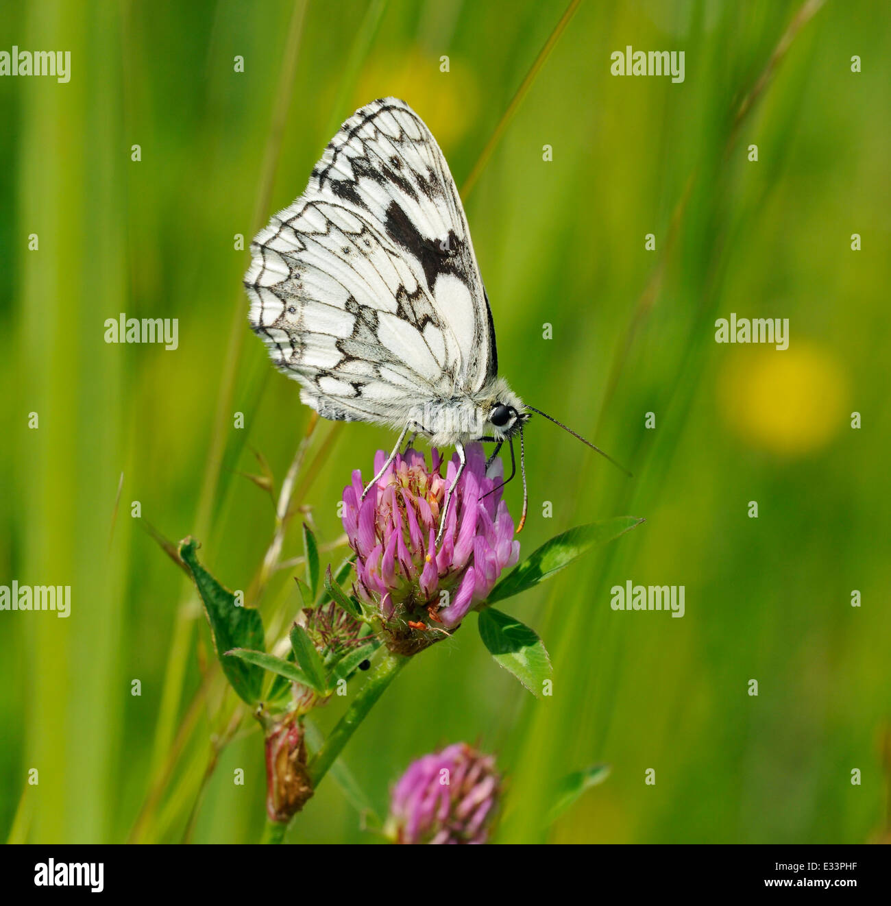 Marbled White Butterfly - Melanargia galathea Feeding On Red Clover - Trifolium pratense Stock Photo
