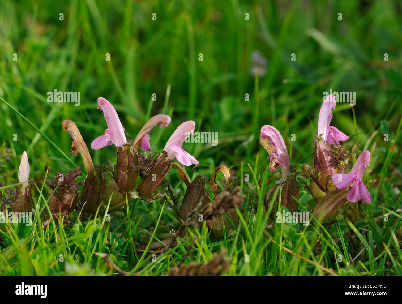 Lousewort - Pedicularis sylvatica Pink Parasitic Heathland Plant Stock Photo