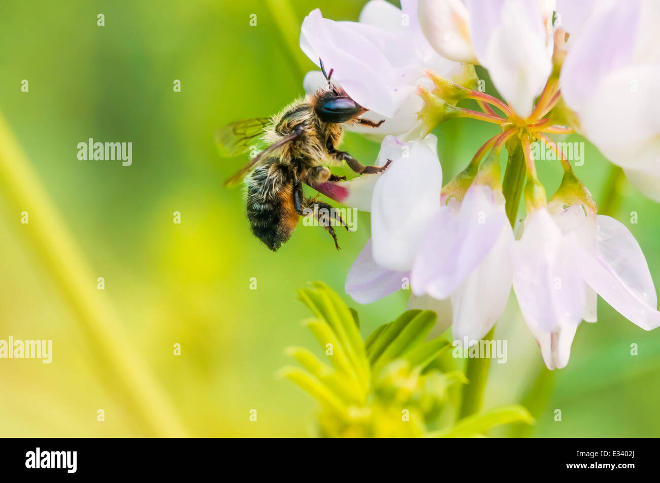 A wild wet bee gathering pollen on a pink clover flower Stock Photo
