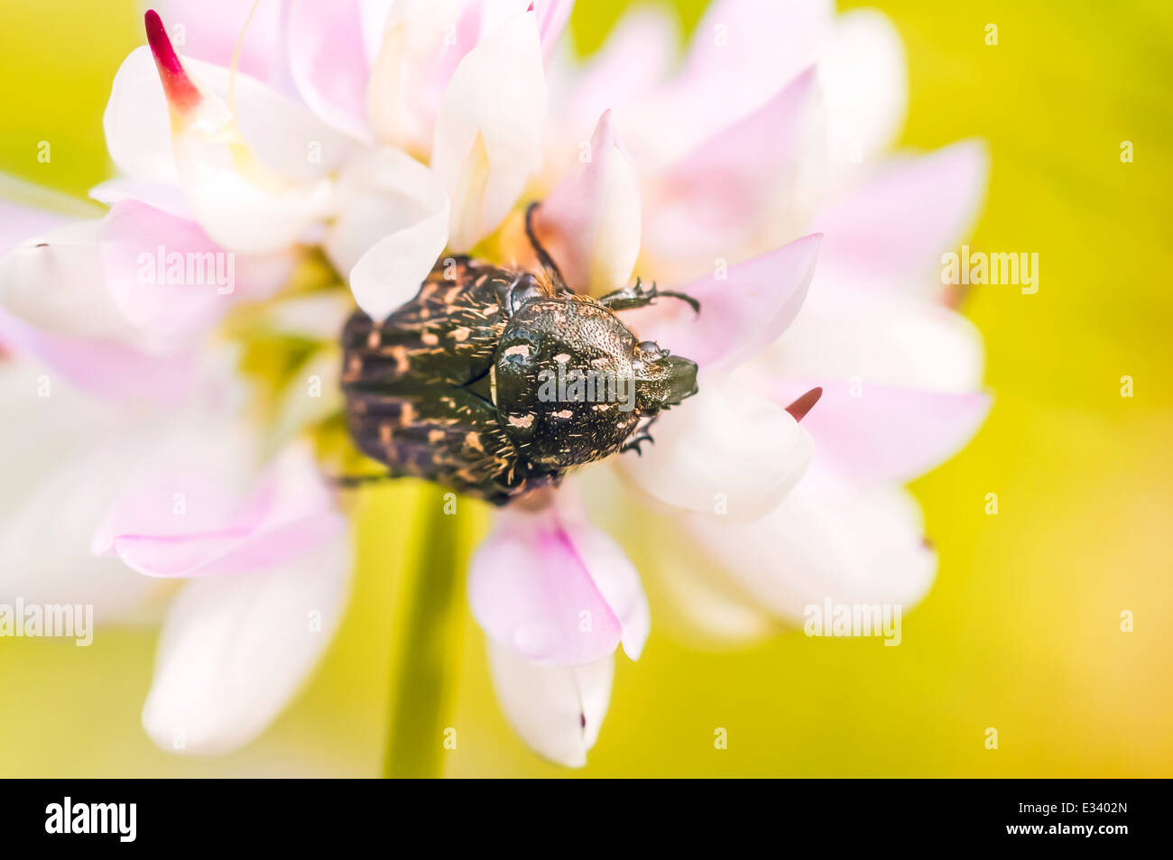 A black and yellow little scarab on a pink clover flower Stock Photo