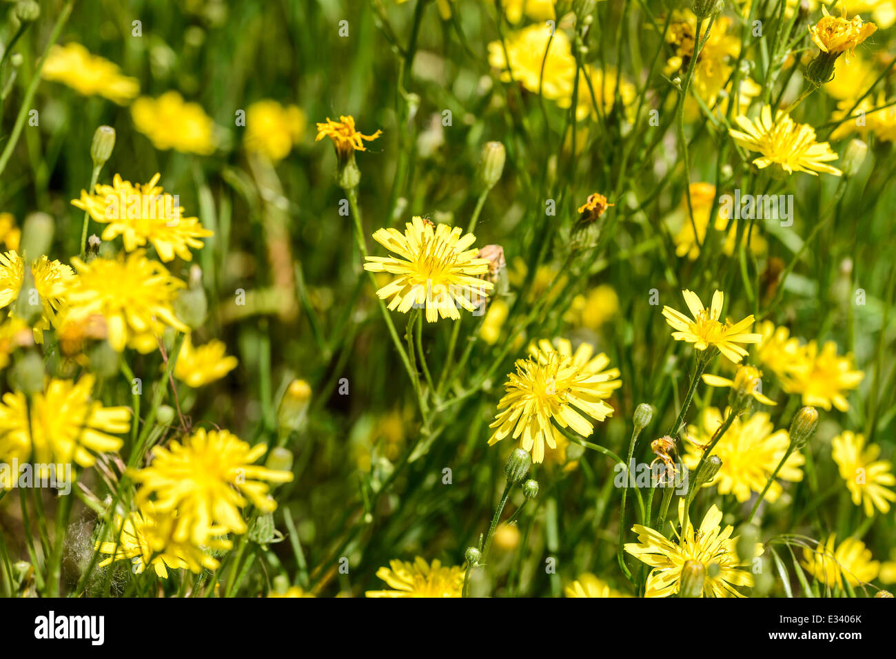 Closeup of hieracium humile in a meadow under the spring sun Stock Photo