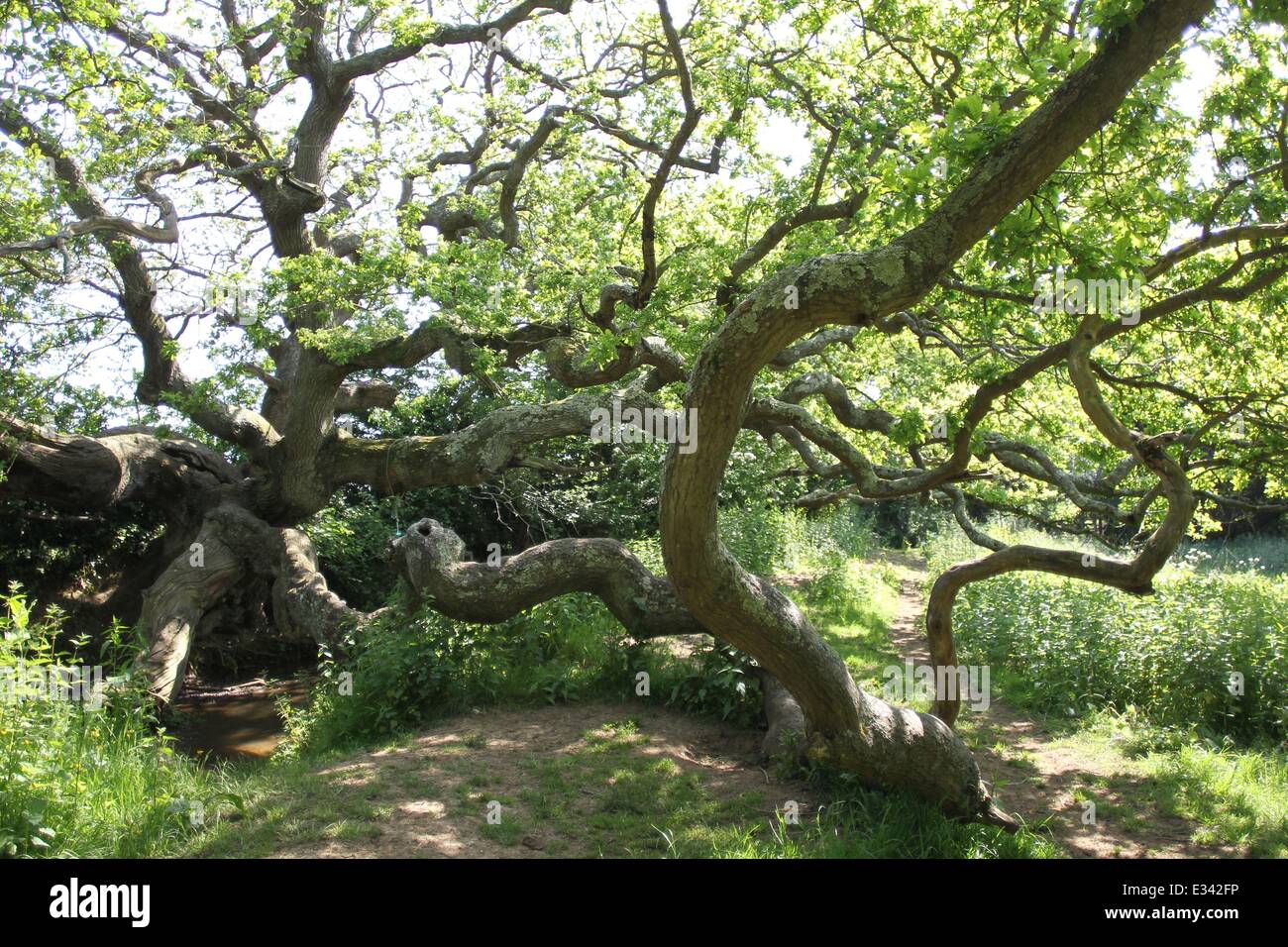 An ancient oak tree known as The Dragon Tree at Brightstone, Isle of ...