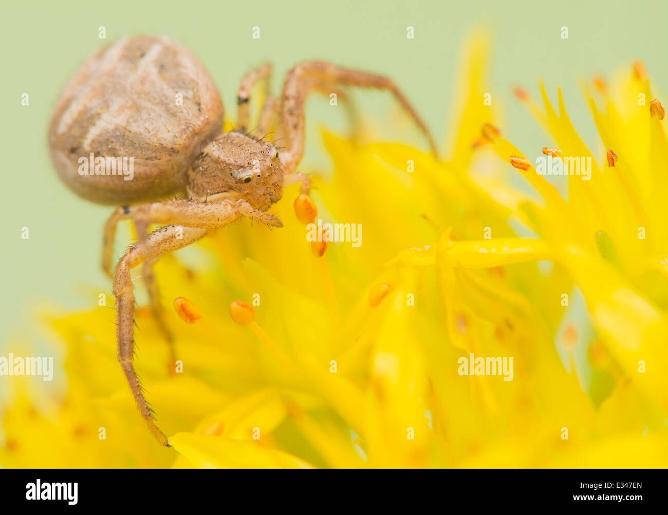 Spider - Xysticus Stock Photo - Alamy