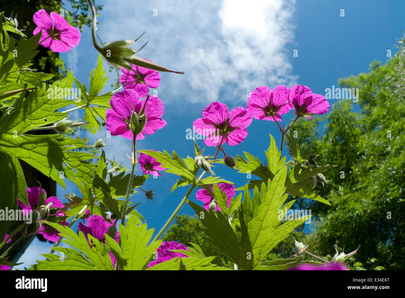 Geranium psilostemon geraniums (cranesbill) flowers growing in a rural garden viewed from low angle against a blue summer sky Carmarthenshire Wales UK.  KATHY DEWITT Stock Photo