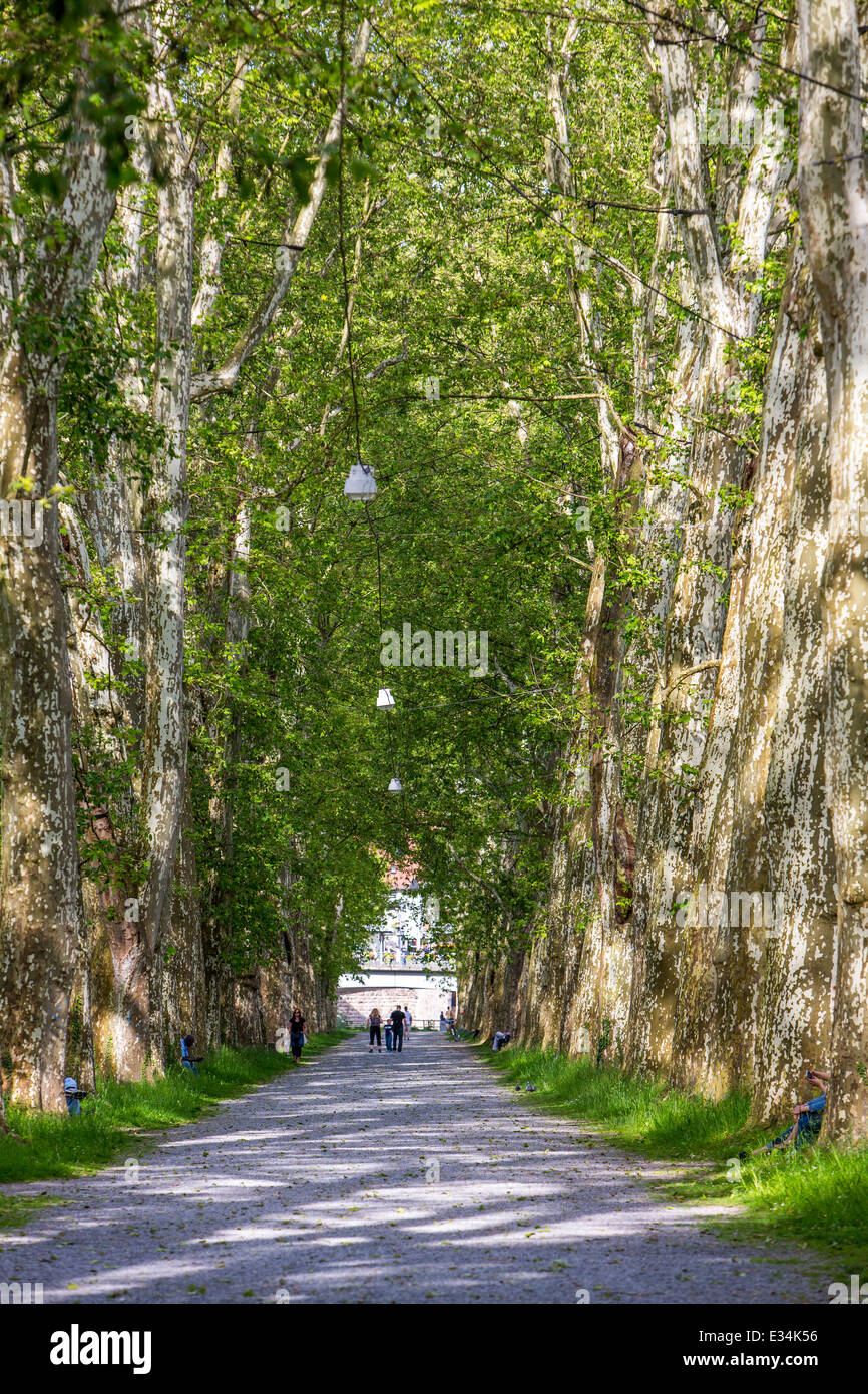 Large tree-lined avenue on the Neckar island in Tubingen, Stock Photo