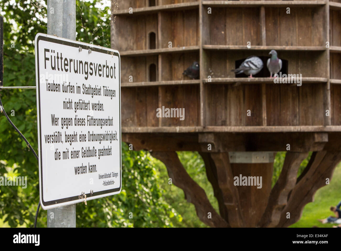 Feed ban, pigeons may not be fed in Tübingen, sign, dovecote, Neckar Island, Stock Photo
