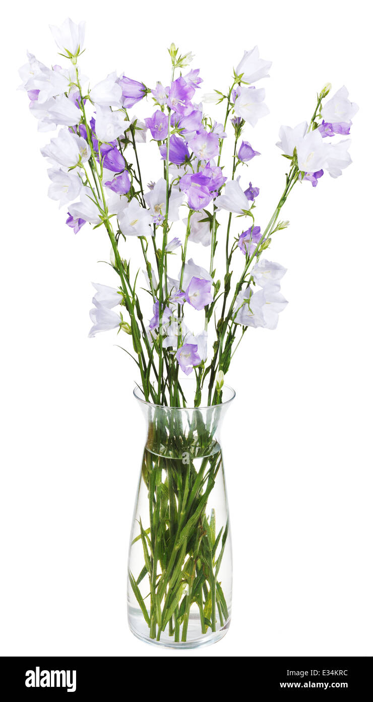 bouquet of campanula bellflower in glass vase isolated on white background Stock Photo