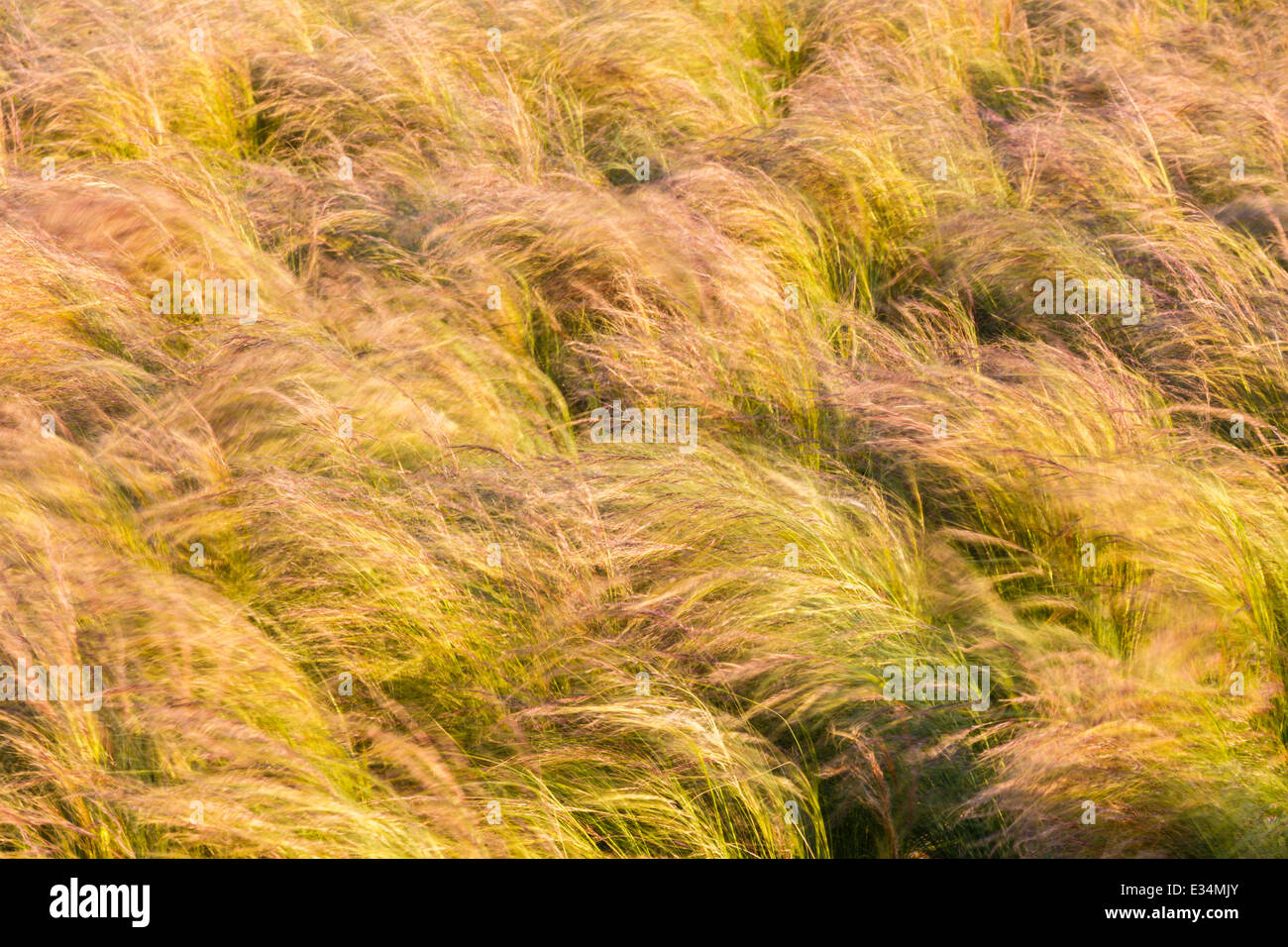 Long plants hi-res stock photography and images - Alamy