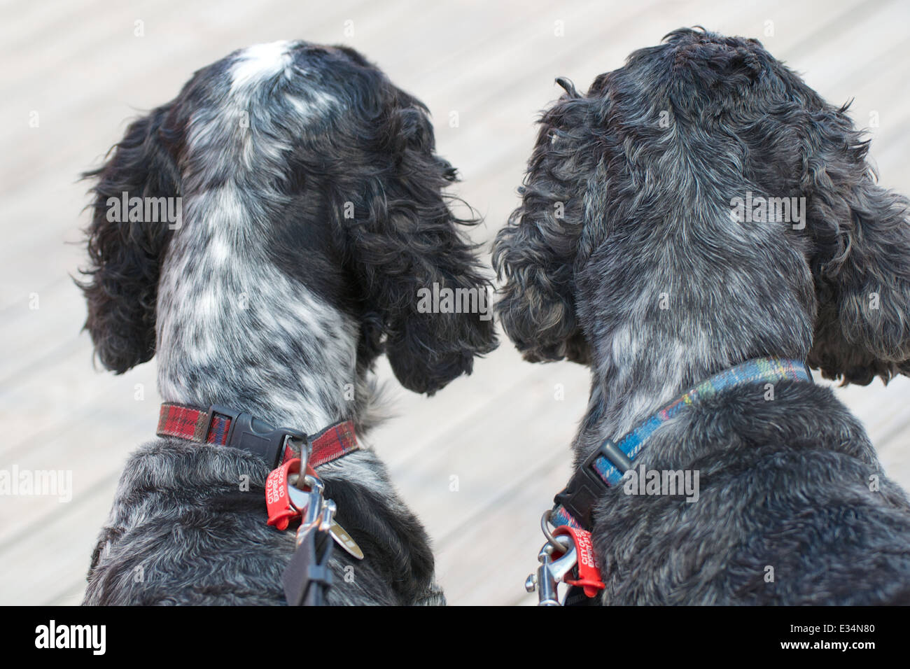 The world as seen by two English cocker spaniels.  They've caught sight of the person that feeds them! Stock Photo
