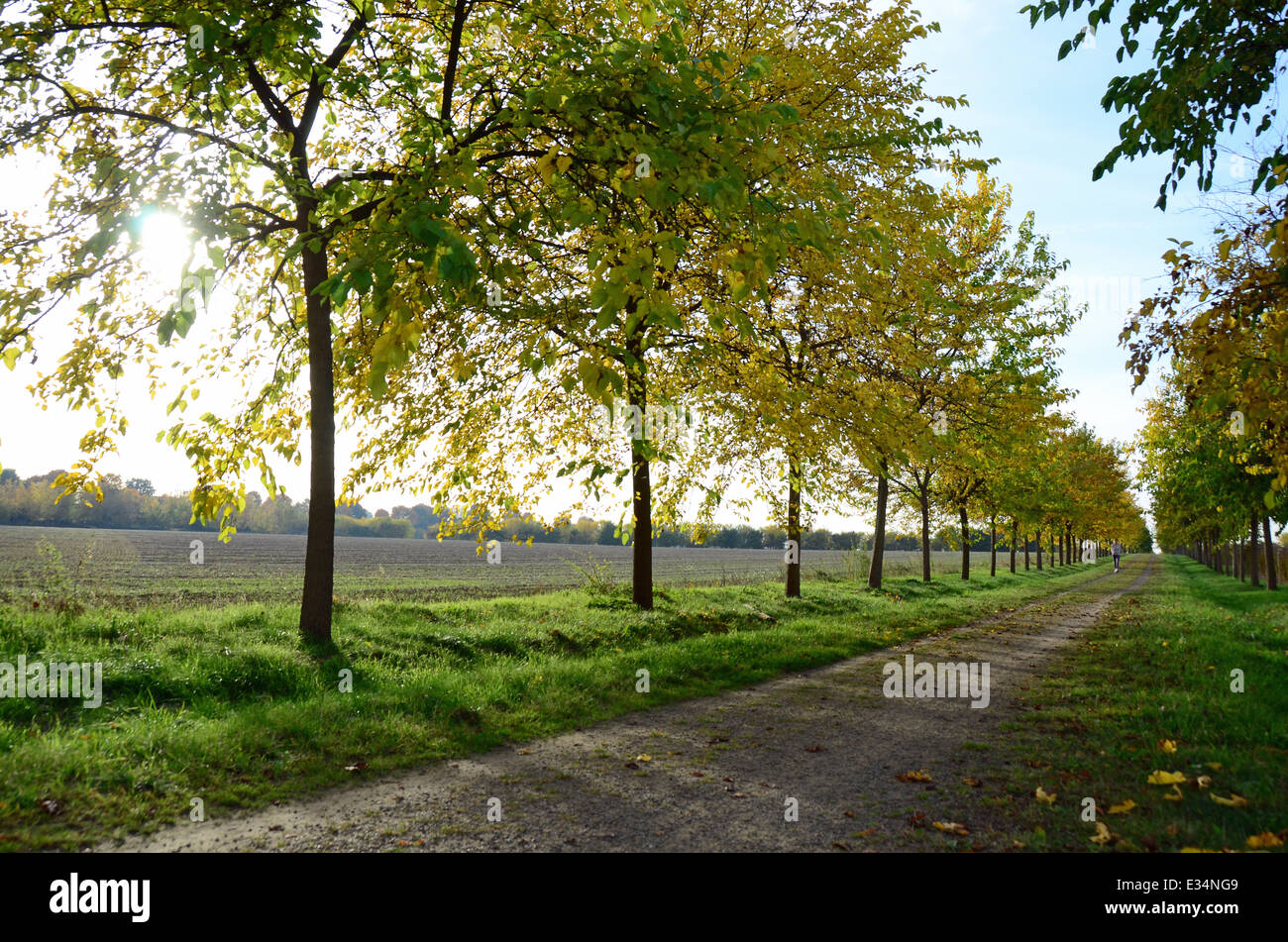 Alley in the "Lennésche Feldflur"  Potsdam-Bornim Brandenburg Germany Stock Photo