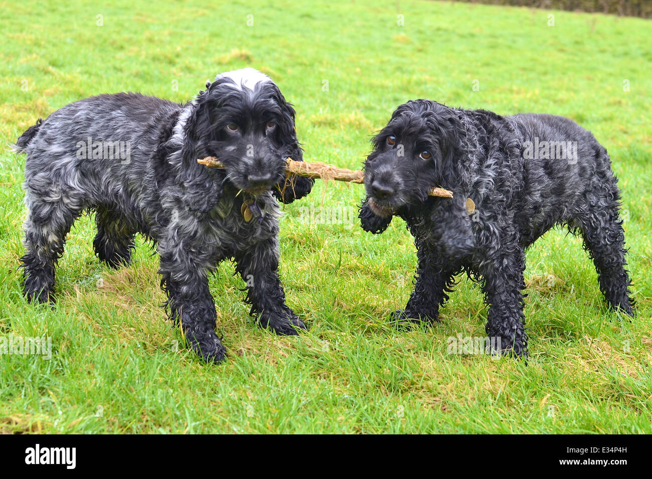 Two English cocker spaniels having a tug of war with a stick in a grassy field. Stock Photo